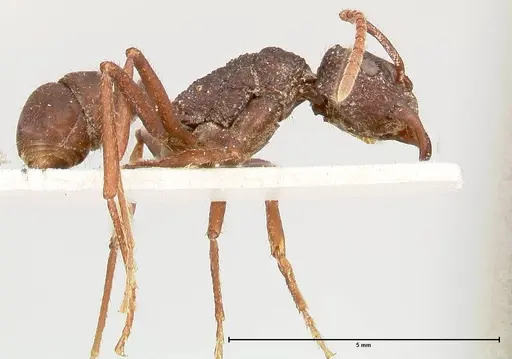 Rhytidoponera araneoides specimen FOCOL0403 image focol0403_4