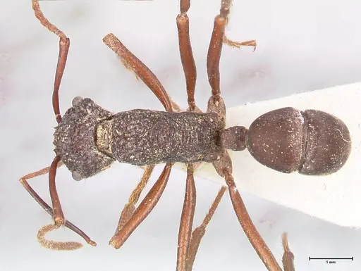 Rhytidoponera araneoides specimen FOCOL0898 image focol0898_1
