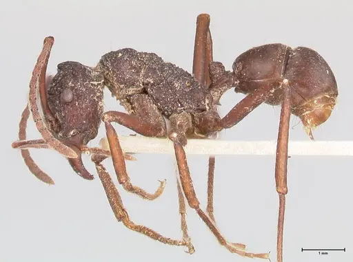 Rhytidoponera araneoides specimen FOCOL0898 image focol0898_3
