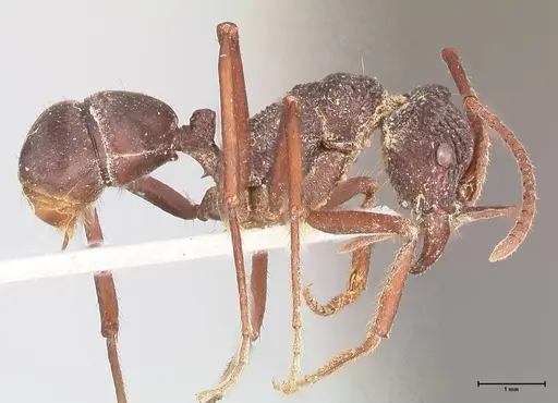 Rhytidoponera araneoides specimen FOCOL0898 image focol0898_4
