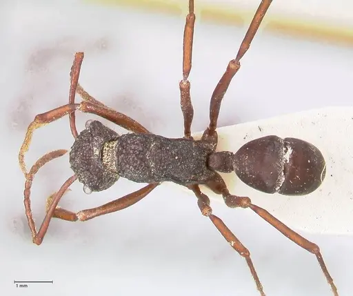 Rhytidoponera araneoides specimen FOCOL0899 image focol0899_1