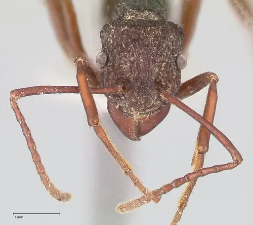 Rhytidoponera araneoides specimen FOCOL0899 image focol0899_2