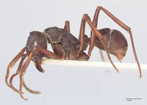 Rhytidoponera araneoides specimen FOCOL0899 image focol0899_3