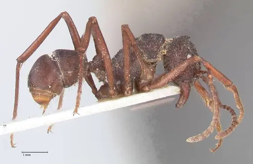 Rhytidoponera araneoides specimen FOCOL0899 image focol0899_4