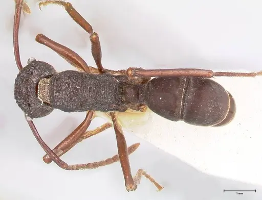Rhytidoponera araneoides specimen FOCOL0900 image focol0900_1
