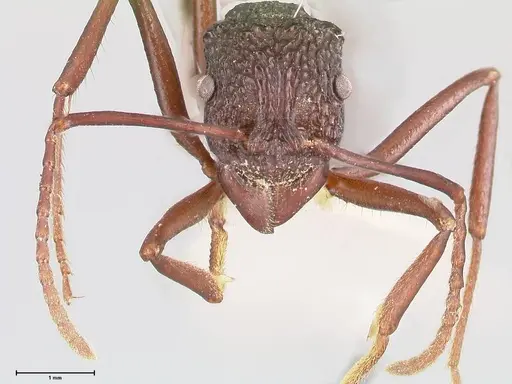 Rhytidoponera araneoides specimen FOCOL0900 image focol0900_2