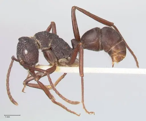 Rhytidoponera araneoides specimen FOCOL0900 image focol0900_3