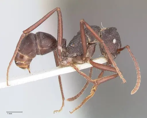 Rhytidoponera araneoides specimen FOCOL0900 image focol0900_4