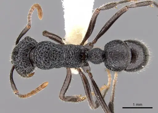 Rhytidoponera arborea specimen CASENT0281319 image casent0281319_1