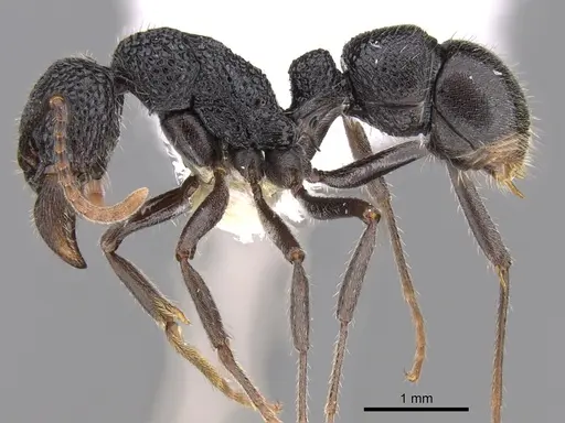 Rhytidoponera arborea specimen CASENT0281319 image casent0281319_3
