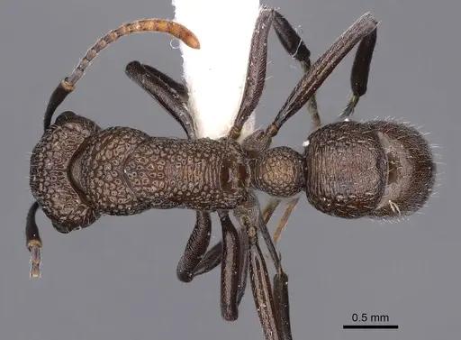 Rhytidoponera arborea specimen CASENT0900537 image casent0900537_1