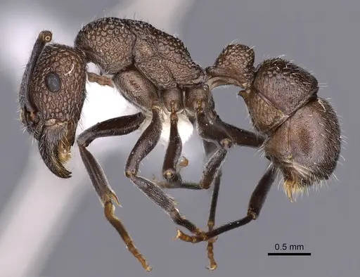 Rhytidoponera arborea specimen CASENT0900537 image casent0900537_3