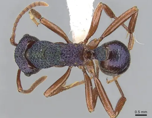 Rhytidoponera aspera specimen CASENT0281241 image casent0281241_1