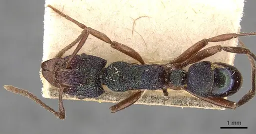 Rhytidoponera aspera specimen CASENT0907153 image casent0907153_1