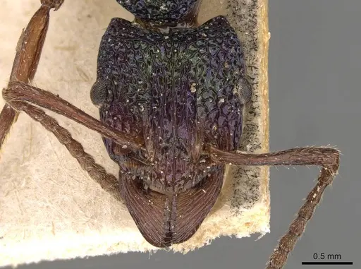 Rhytidoponera aspera specimen CASENT0907153 image casent0907153_2