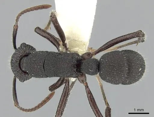 Rhytidoponera atropurpurea specimen CASENT0281308 image casent0281308_1