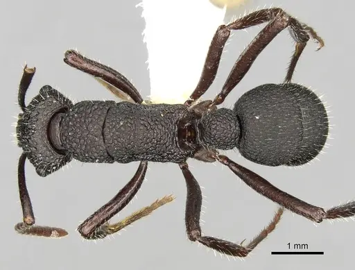 Rhytidoponera atropurpurea specimen CASENT0281831 image casent0281831_1