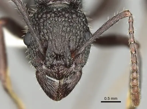 Rhytidoponera atropurpurea specimen CASENT0281831 image casent0281831_2