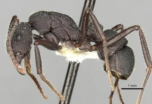Rhytidoponera atropurpurea specimen CASENT0281831 image casent0281831_3