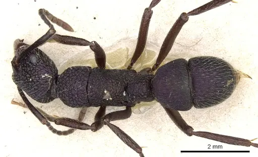 Rhytidoponera atropurpurea specimen CASENT0903825 image casent0903825_1