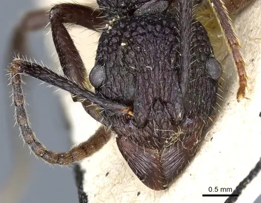 Rhytidoponera atropurpurea specimen CASENT0903825 image casent0903825_2
