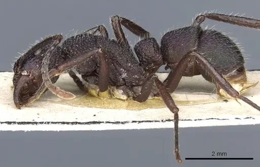 Rhytidoponera atropurpurea specimen CASENT0903825 image casent0903825_3