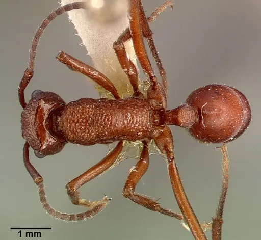 Rhytidoponera aurata specimen CASENT0010638 image casent0010638_1