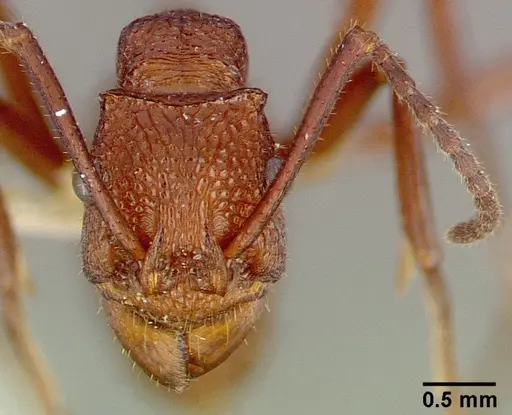 Rhytidoponera aurata specimen CASENT0010638 image casent0010638_2