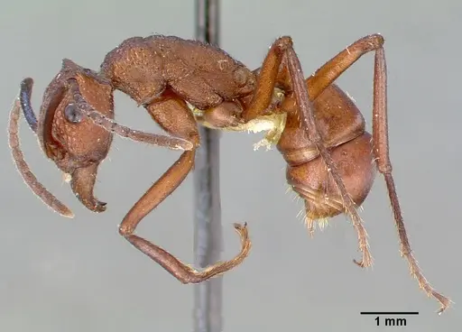 Rhytidoponera aurata specimen CASENT0010638 image casent0010638_3