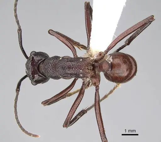 Rhytidoponera aurata specimen CASENT0746785 image casent0746785_1