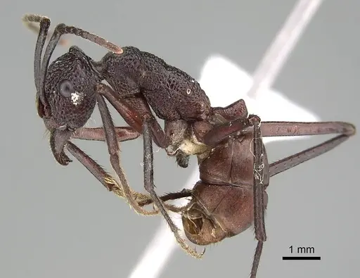 Rhytidoponera aurata specimen CASENT0746785 image casent0746785_3