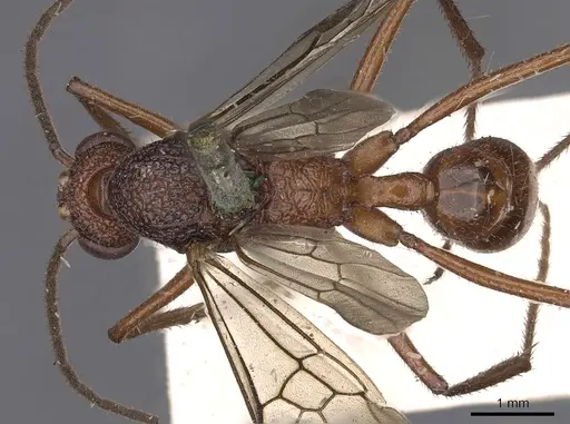 Rhytidoponera aurata specimen CASENT0900518 image casent0900518_1