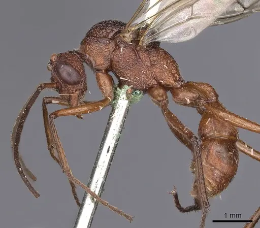 Rhytidoponera aurata specimen CASENT0900518 image casent0900518_3