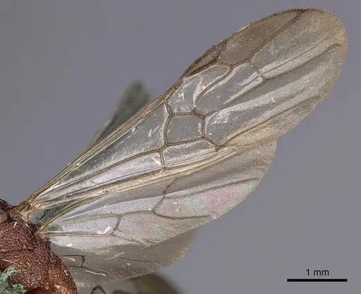 Rhytidoponera aurata specimen CASENT0900518 image casent0900518_4