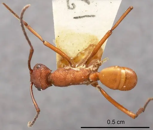 Rhytidoponera barnardi specimen ANTWEB1008299 image antweb1008299_1