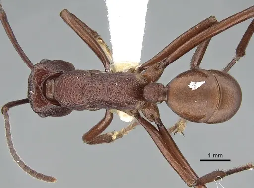 Rhytidoponera barnardi specimen CASENT0281281 image casent0281281_1