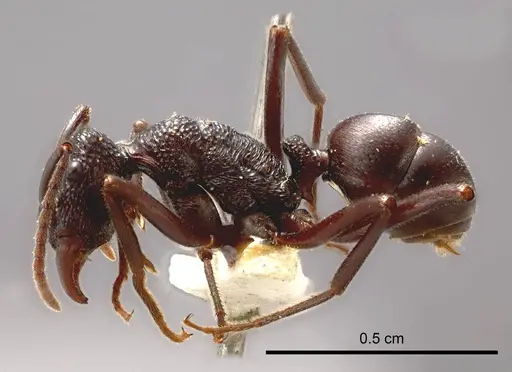 Rhytidoponera barretti specimen ANTWEB1008300 image antweb1008300_2
