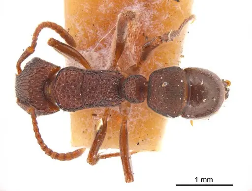 Rhytidoponera borealis specimen ANTWEB1008154 image antweb1008154_1