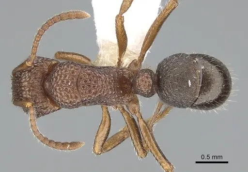 Rhytidoponera borealis specimen CASENT0281258 image casent0281258_1