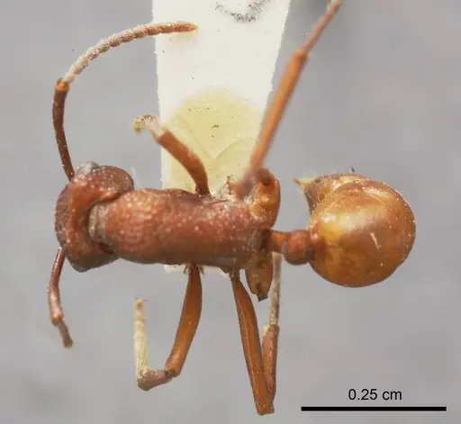 Rhytidoponera castanea specimen ANTWEB1008301 image antweb1008301_1