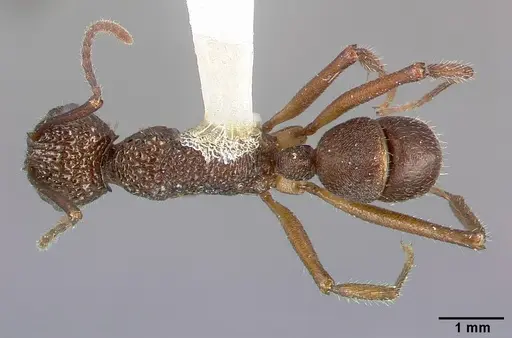 Rhytidoponera celtinodis specimen CASENT0010628 image casent0010628_1