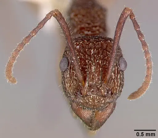 Rhytidoponera celtinodis specimen CASENT0010628 image casent0010628_2