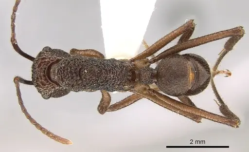 Rhytidoponera celtinodis specimen CASENT0281335 image casent0281335_1
