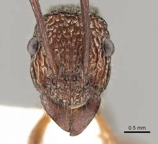 Rhytidoponera celtinodis specimen CASENT0281335 image casent0281335_2