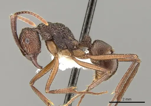 Rhytidoponera celtinodis specimen CASENT0281335 image casent0281335_3