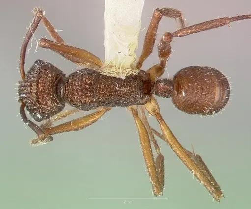 Rhytidoponera celtinodis specimen CASTYPE06887 image castype06887_1