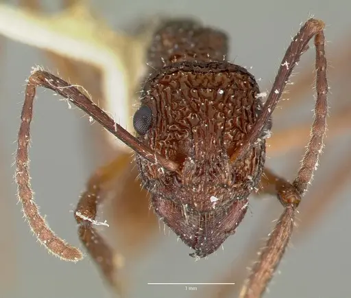 Rhytidoponera celtinodis specimen CASTYPE06887 image castype06887_2