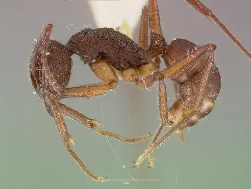 Rhytidoponera celtinodis specimen CASTYPE06887 image castype06887_3