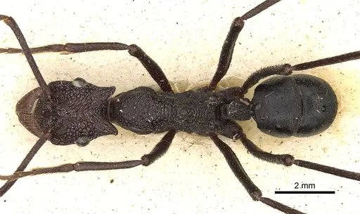 Rhytidoponera cerastes specimen CASENT0281817 image casent0281817_1