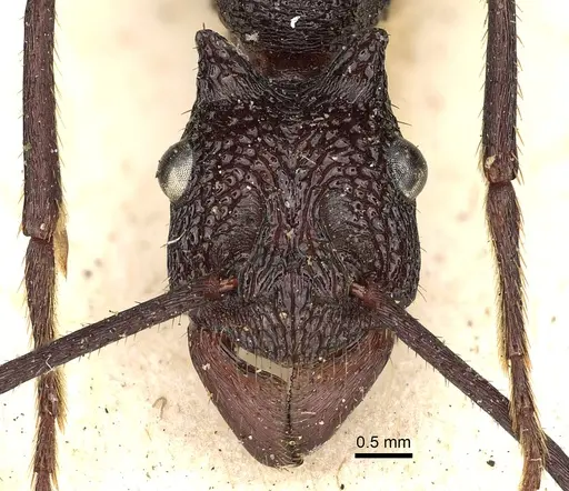 Rhytidoponera cerastes specimen CASENT0281817 image casent0281817_2
